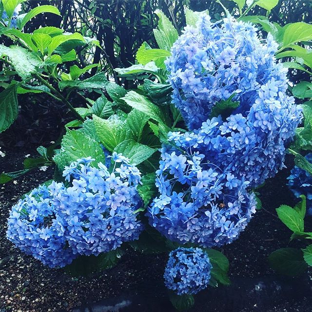 歩道の植え込みの紫陽花