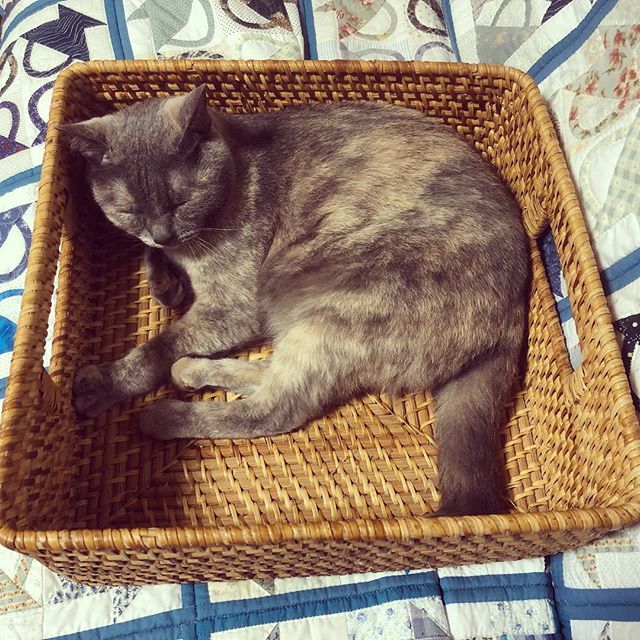 四角い籠の中で寝る猫