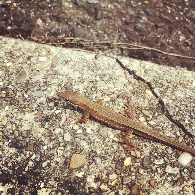 また職場に現れたトカゲを逃がしてやる
