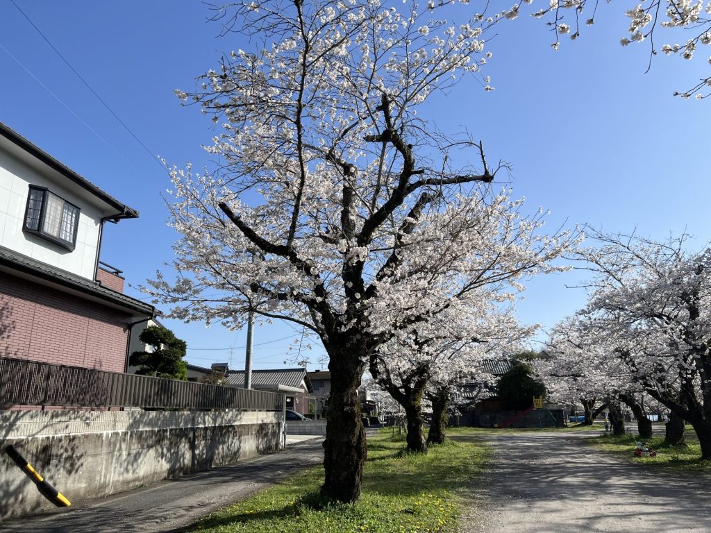 飛騨川の河原の桜２