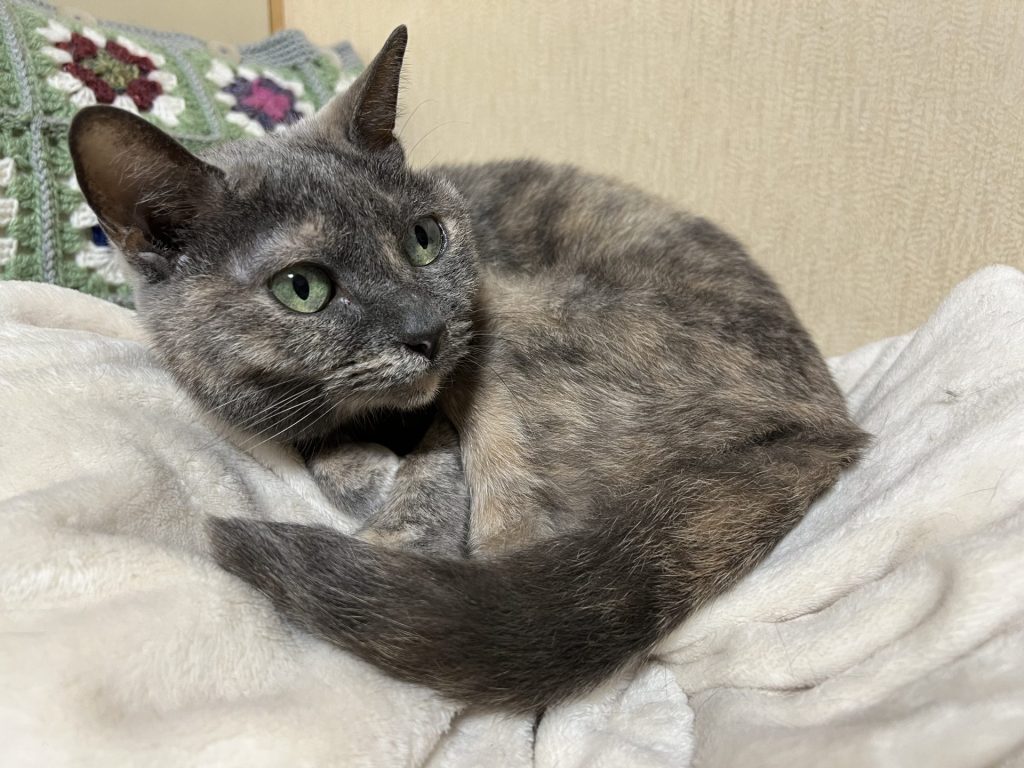 ねこ１匹目、その１