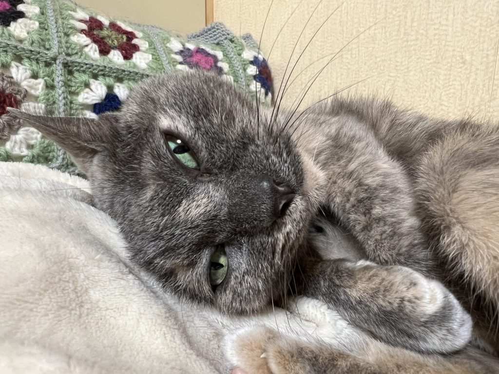 ねこ１匹目、その２