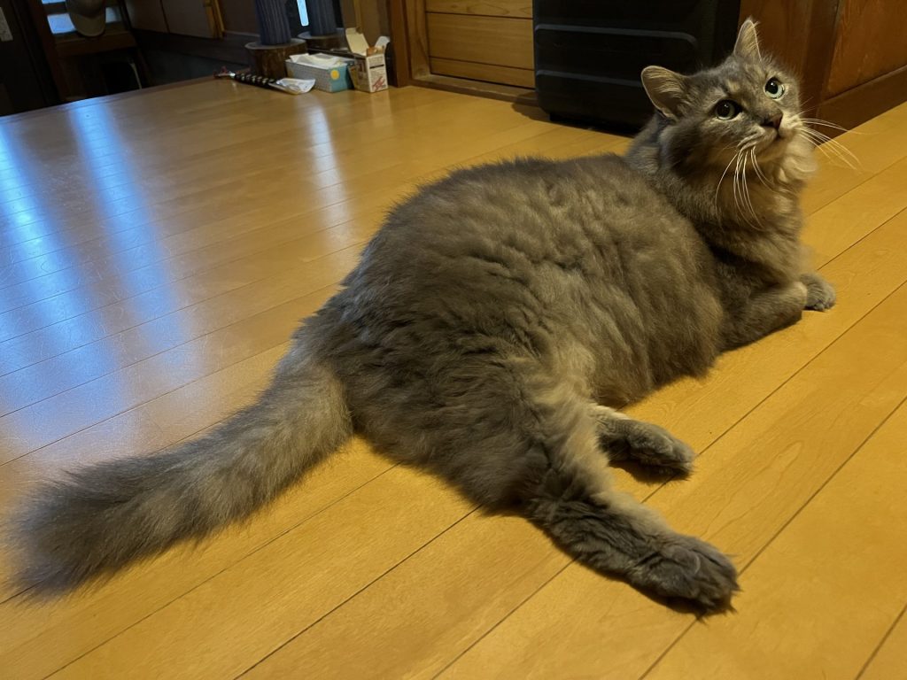 ねこ２匹目、その１