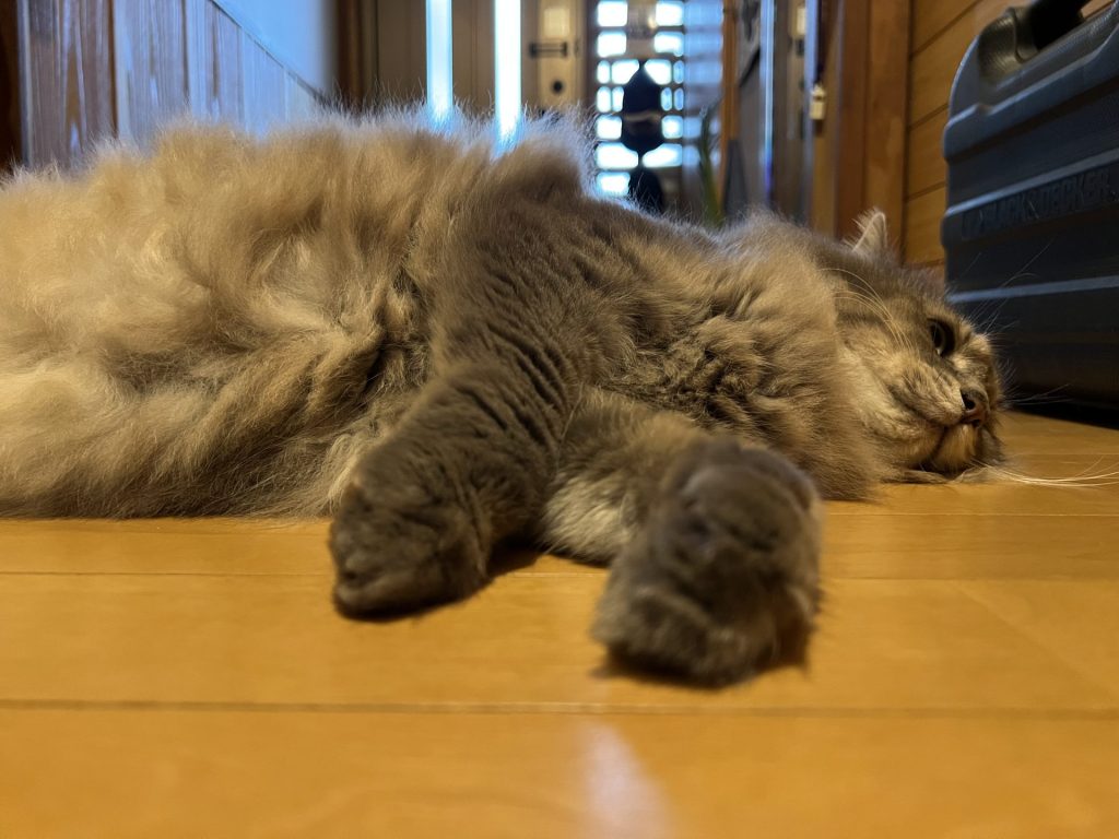 ねこ２匹目、その２