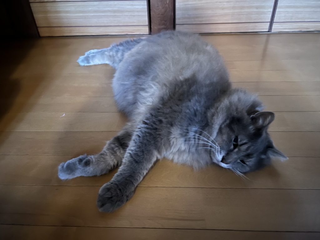 1匹は廊下、その１