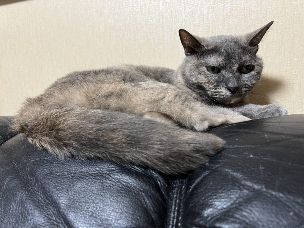 1匹はソファーの上、その２