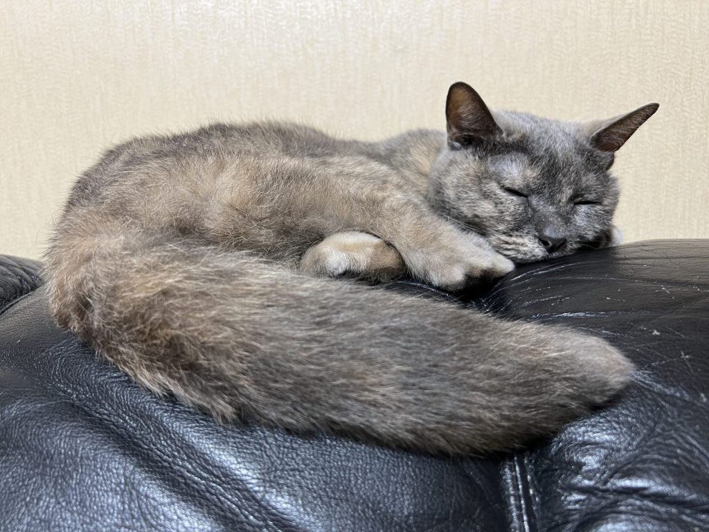 1匹はソファーの上、その１