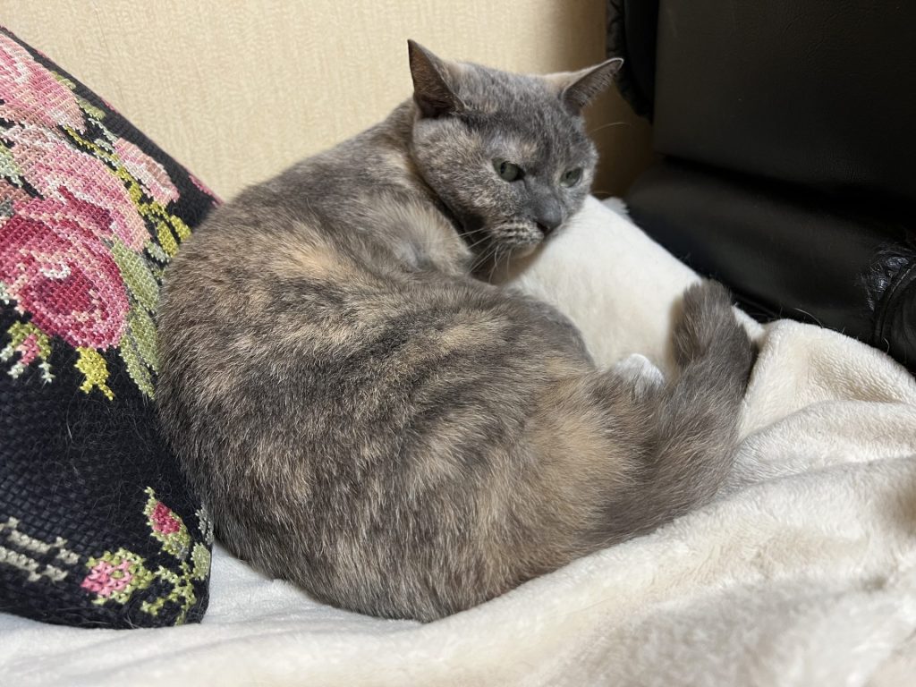 くつろいでいるところを撫でる、その１