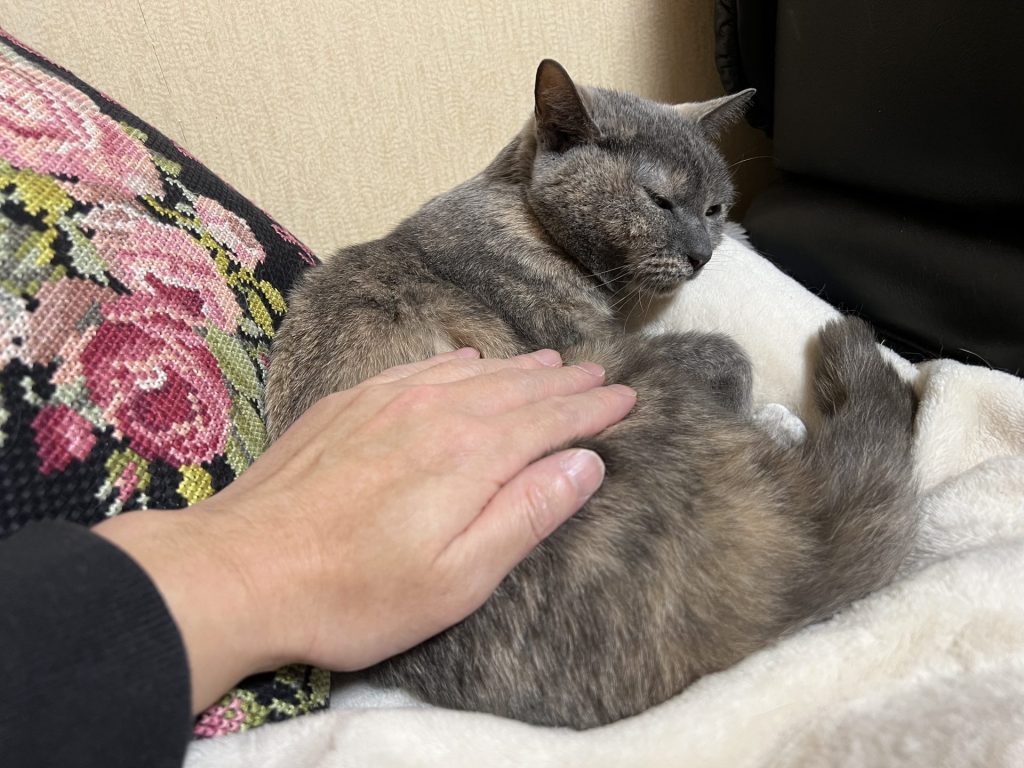 くつろいでいるところを撫でる、その２