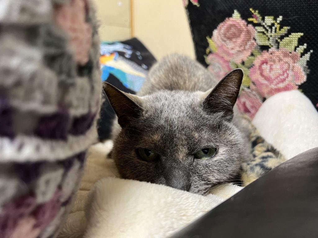 猫の手、その２