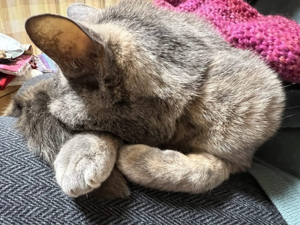 猫の手、その１