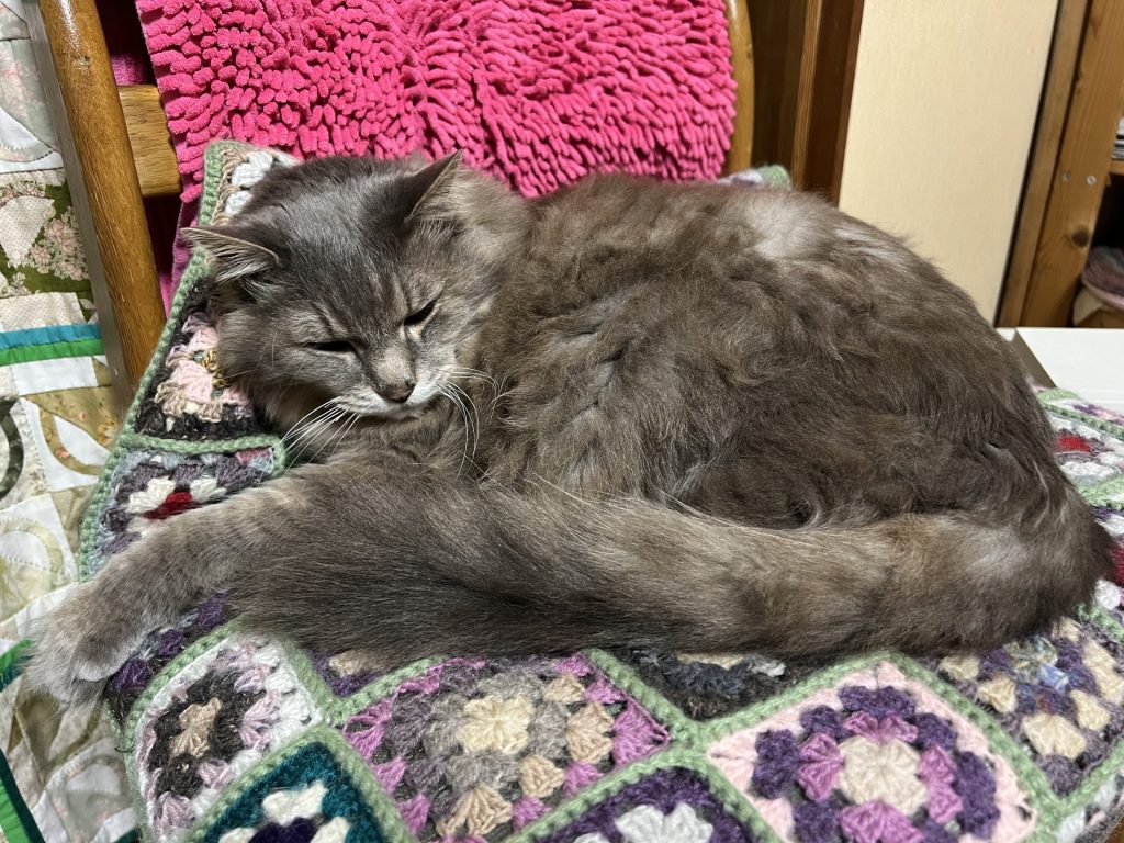 猫納め、１匹目