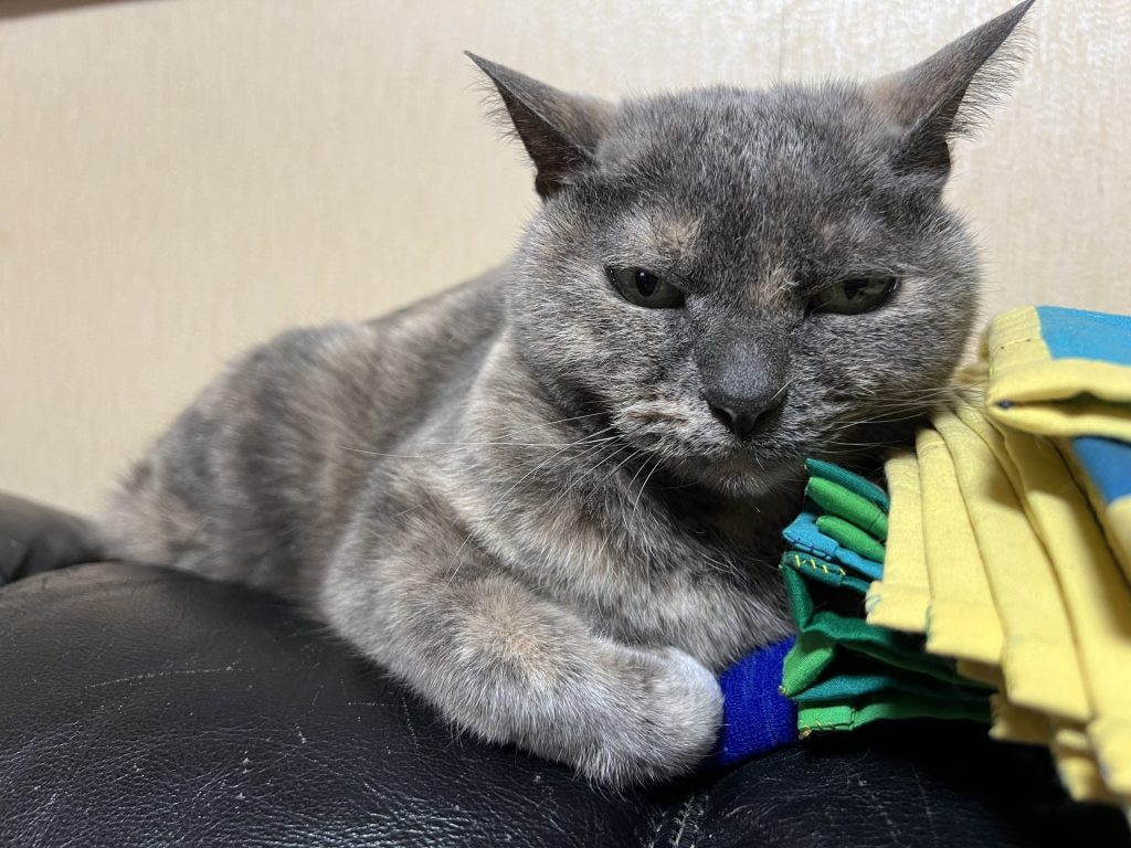 猫納め、２匹目