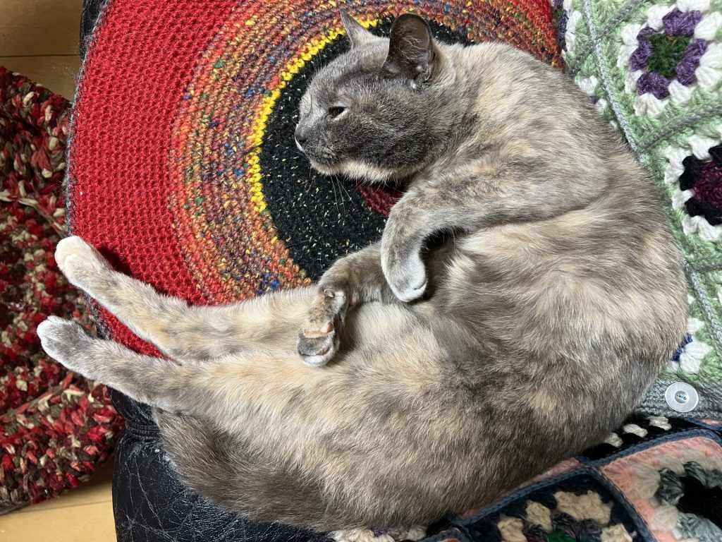 丸くなったり、伸びたり、その２