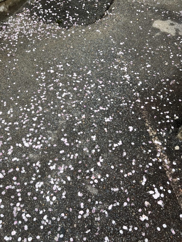 散る桜、その１