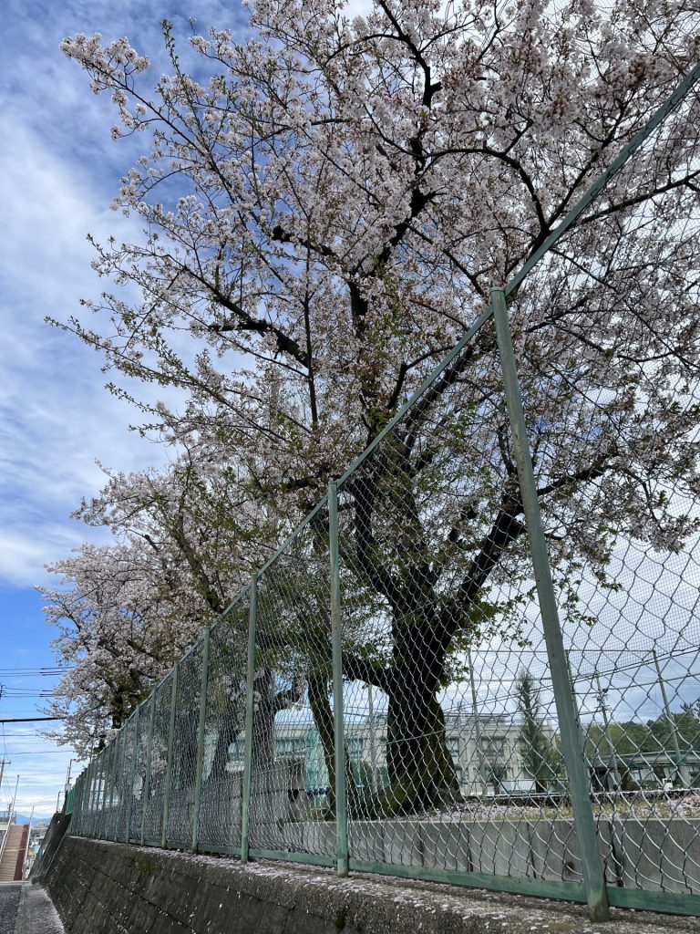 グラウンドに植えてある桜、その１