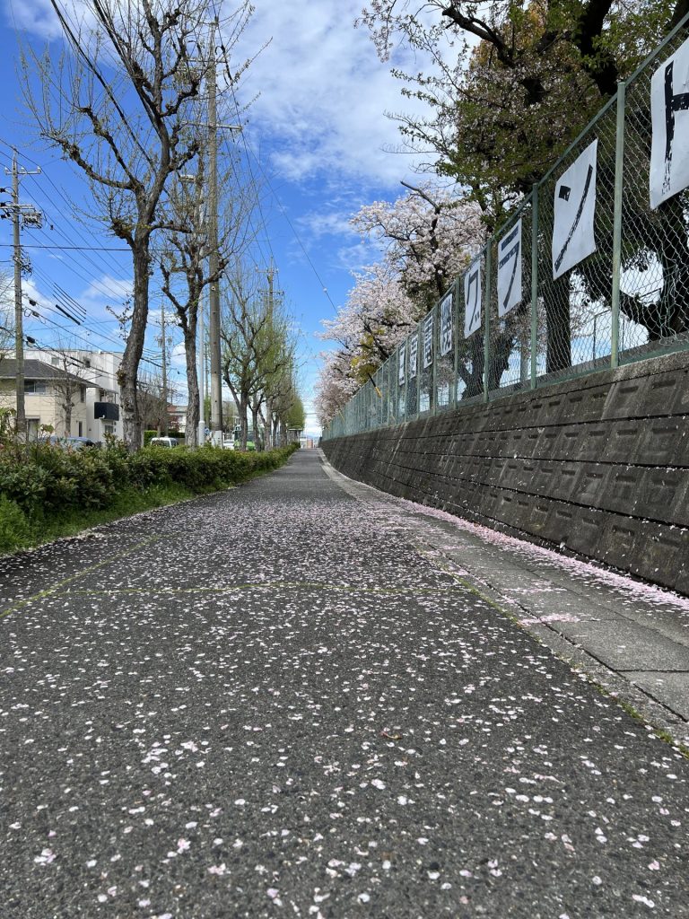グラウンドに植えてある桜、その２