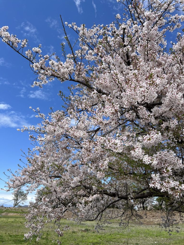 散る桜、その２