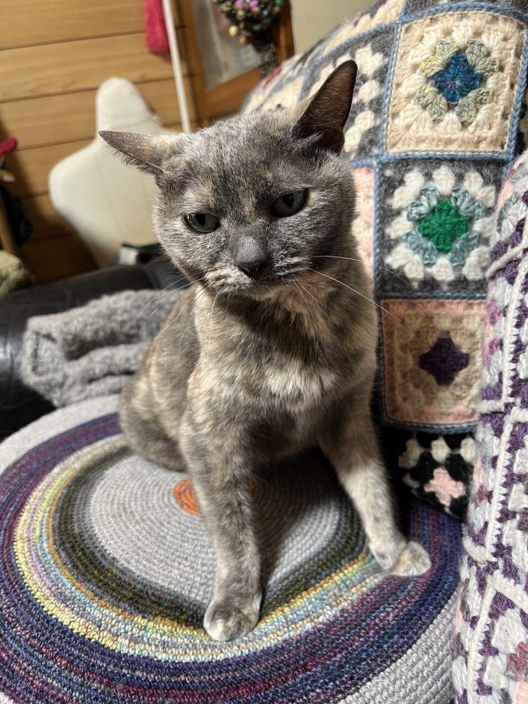 さくらねこ