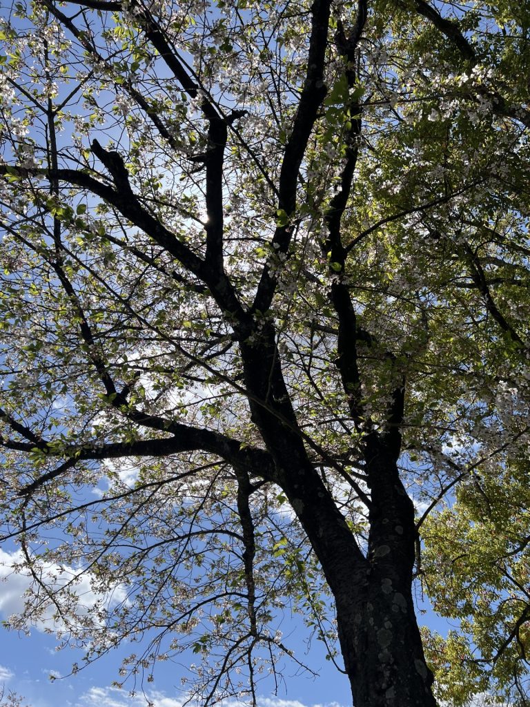 勢子坊公園の桜、その２
