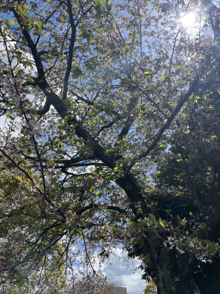 勢子坊公園の桜、その３